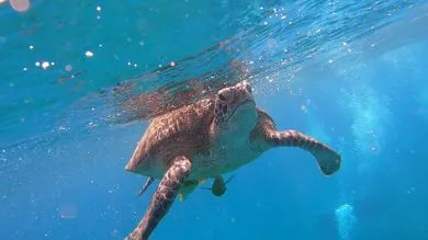 Abu Dabbab Schildkröten Schnorchel Ausflug Schwimmen photo